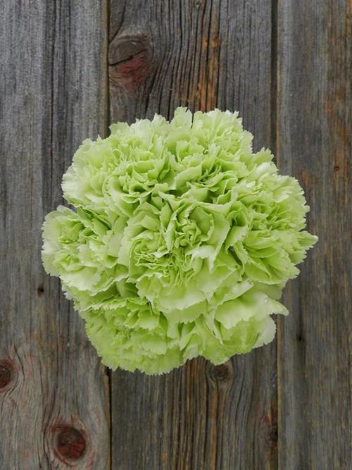 PRADO MINT GREEN CARNATIONS